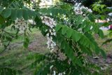 Robinia pseudoacacia. Соцветия и листья. Московская обл., г. Электрогорск, ул. Горького, придомовые посадки, в культуре. 10.06.2023.