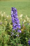 Delphinium bracteosum