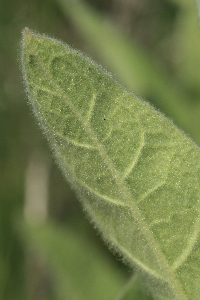 Image of Verbascum thapsus specimen.