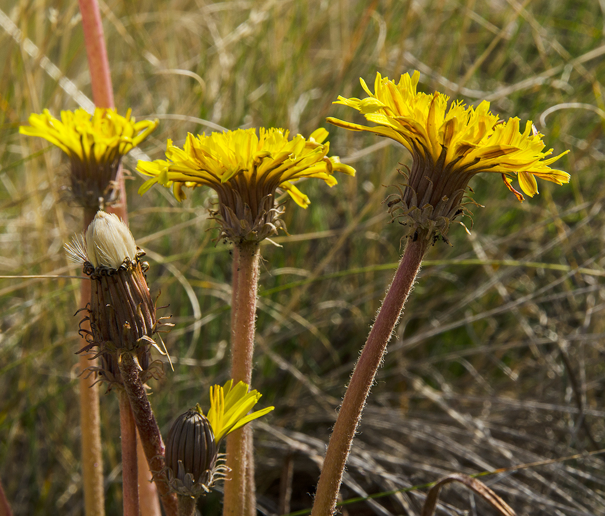 Изображение особи Taraxacum serotinum.