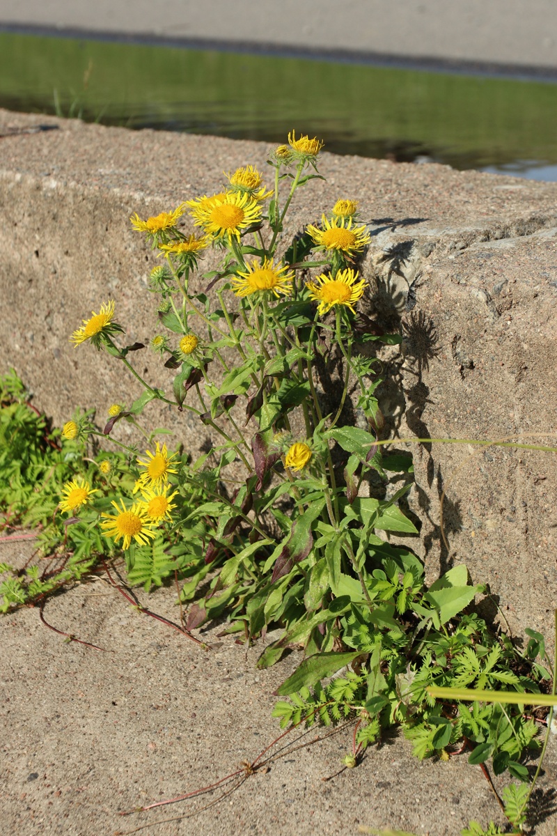 Image of Inula britannica specimen.