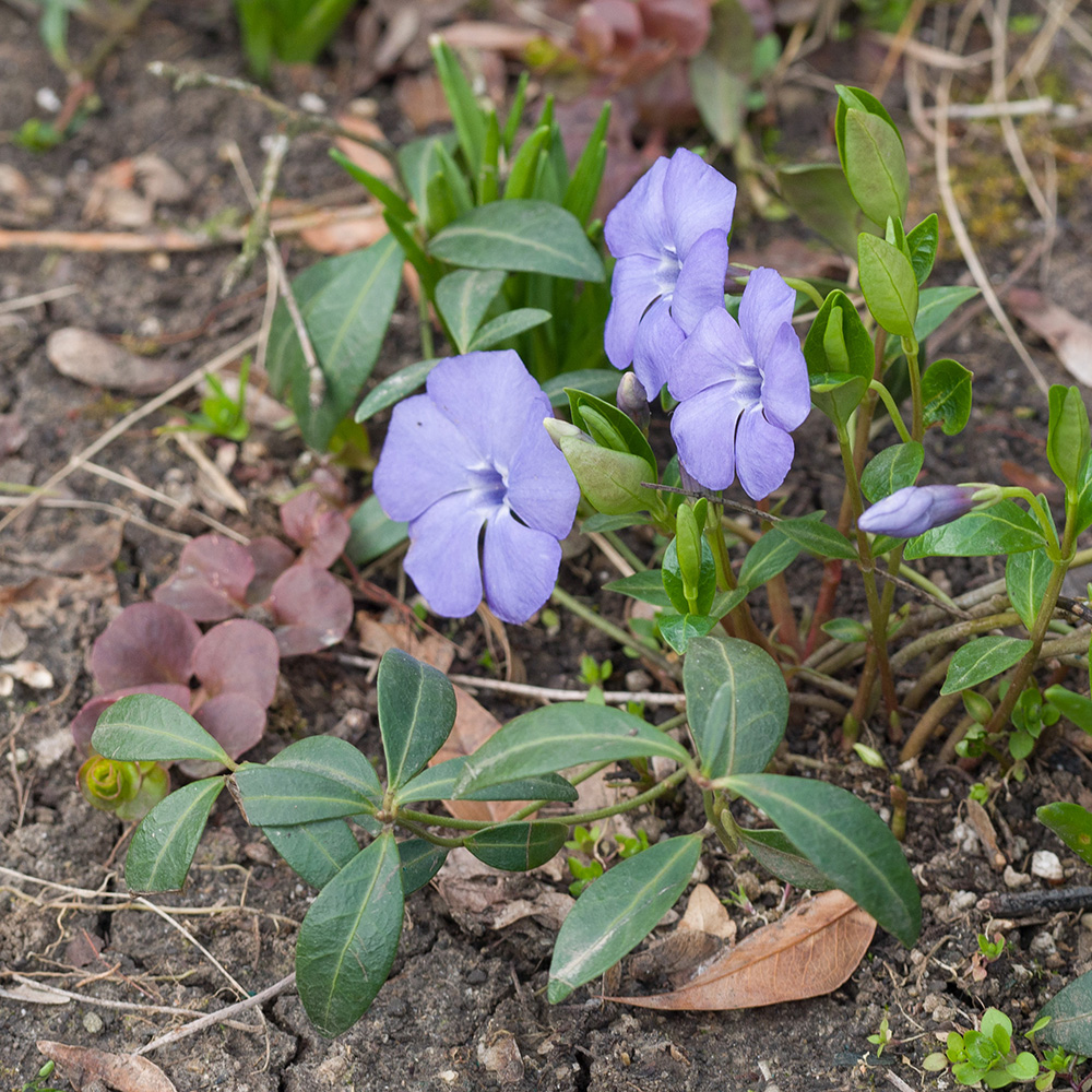 Image of Vinca minor specimen.