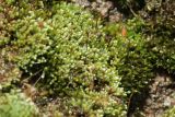 Bryum argenteum. Куртина растений со спорогонами (с примесью мха другого вида). Ленинградская обл., Ломоносовский р-н, Шепелёвский маяк, берег моря, на бетонной защитной стене. 26.04.2024.