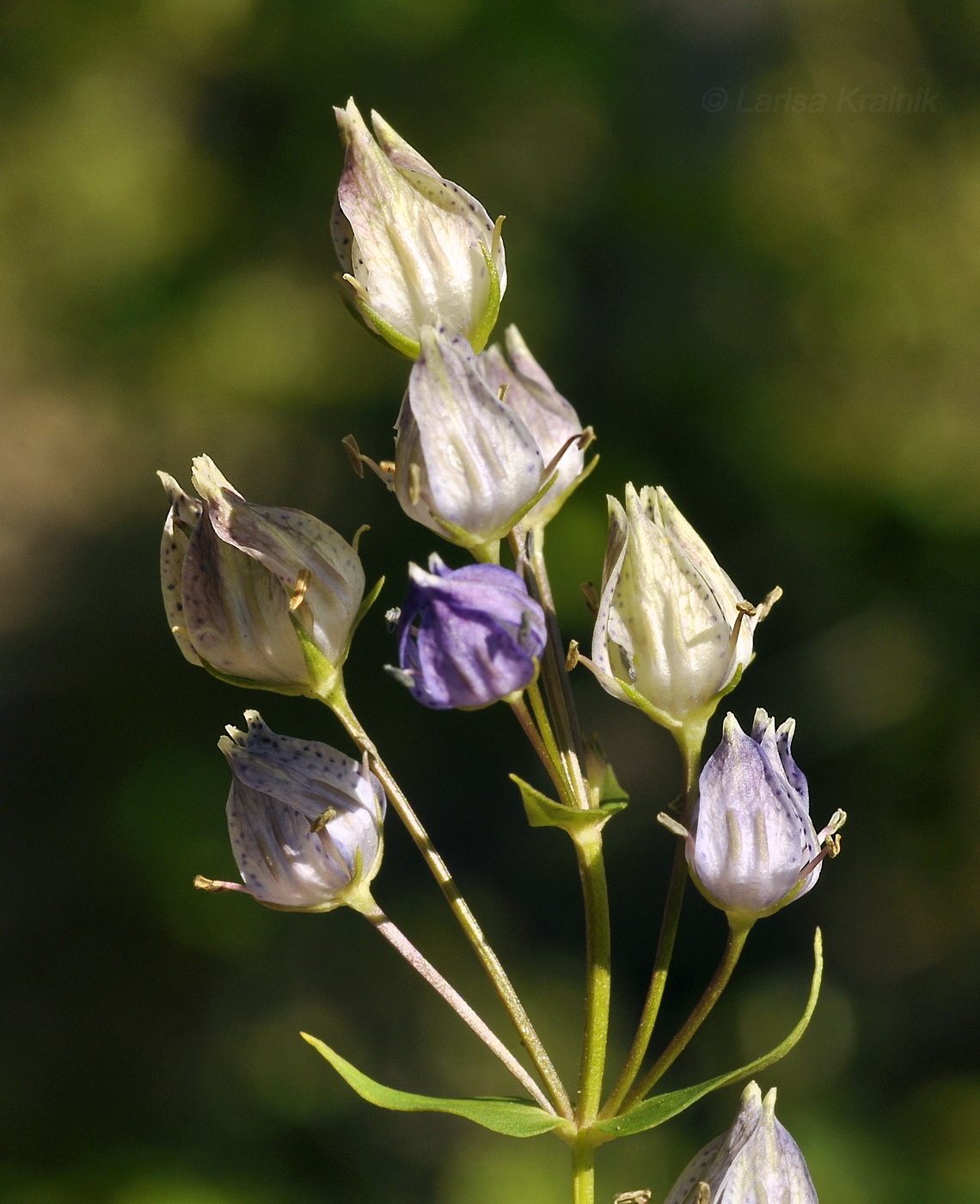 Image of Ophelia wilfordii specimen.