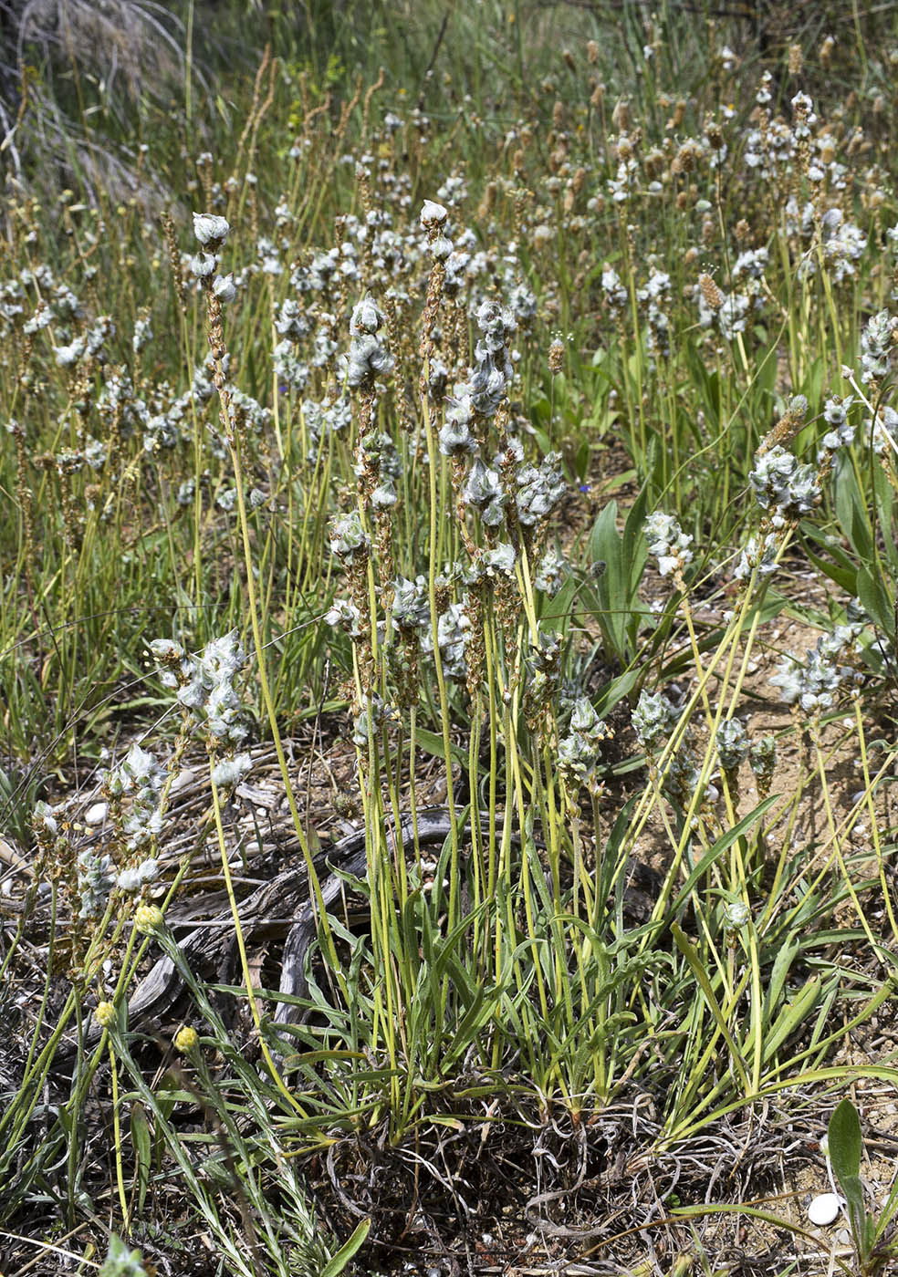 Изображение особи Plantago albicans.