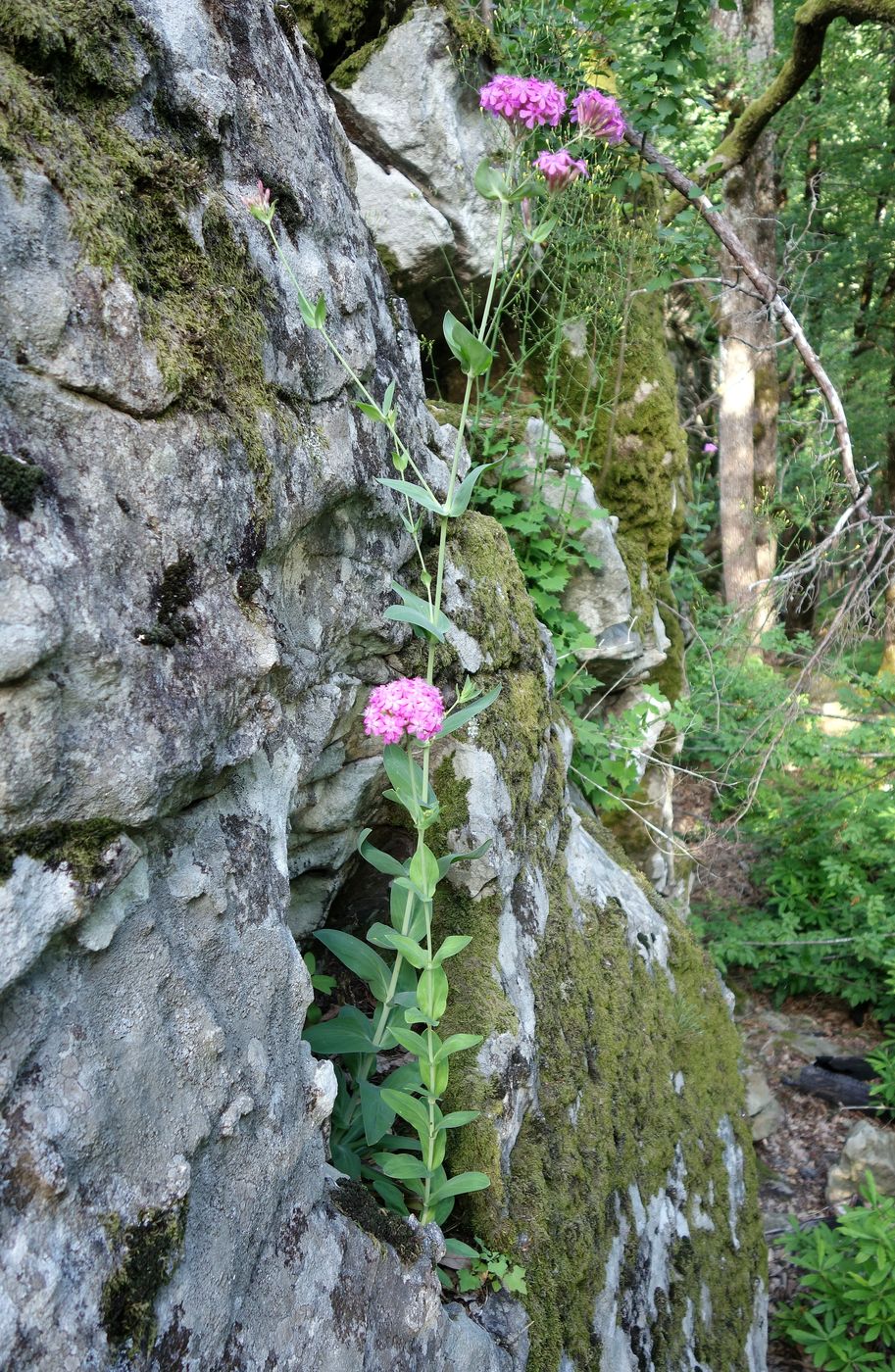 Image of Silene compacta specimen.