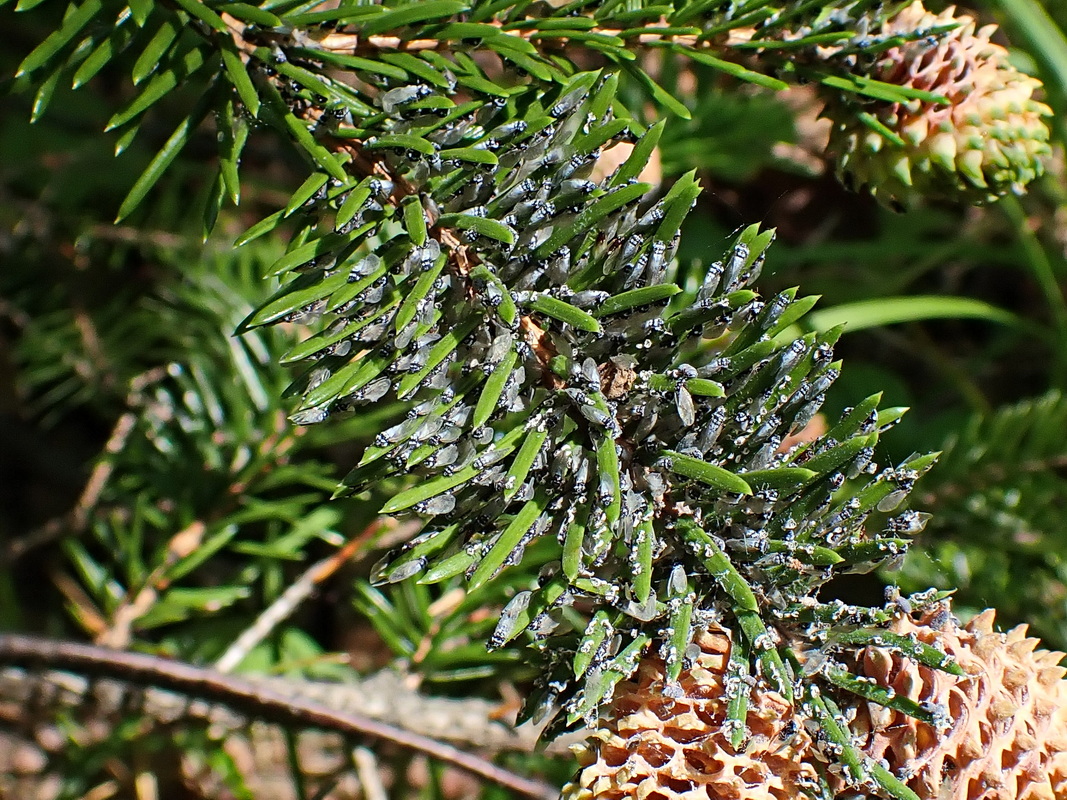 Image of Picea ajanensis specimen.