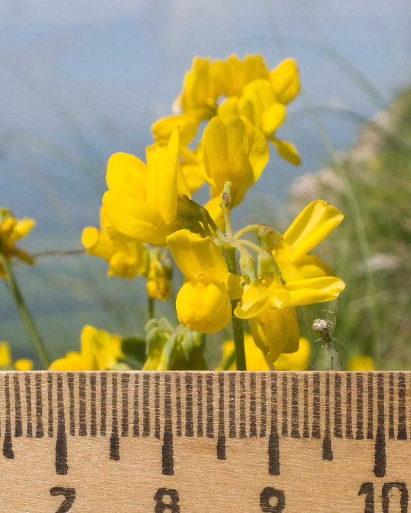 Image of Coronilla coronata specimen.