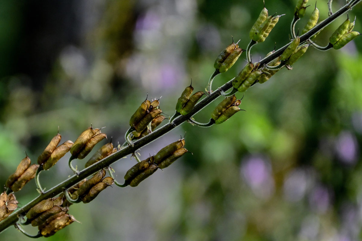 Изображение особи Aconitum septentrionale.