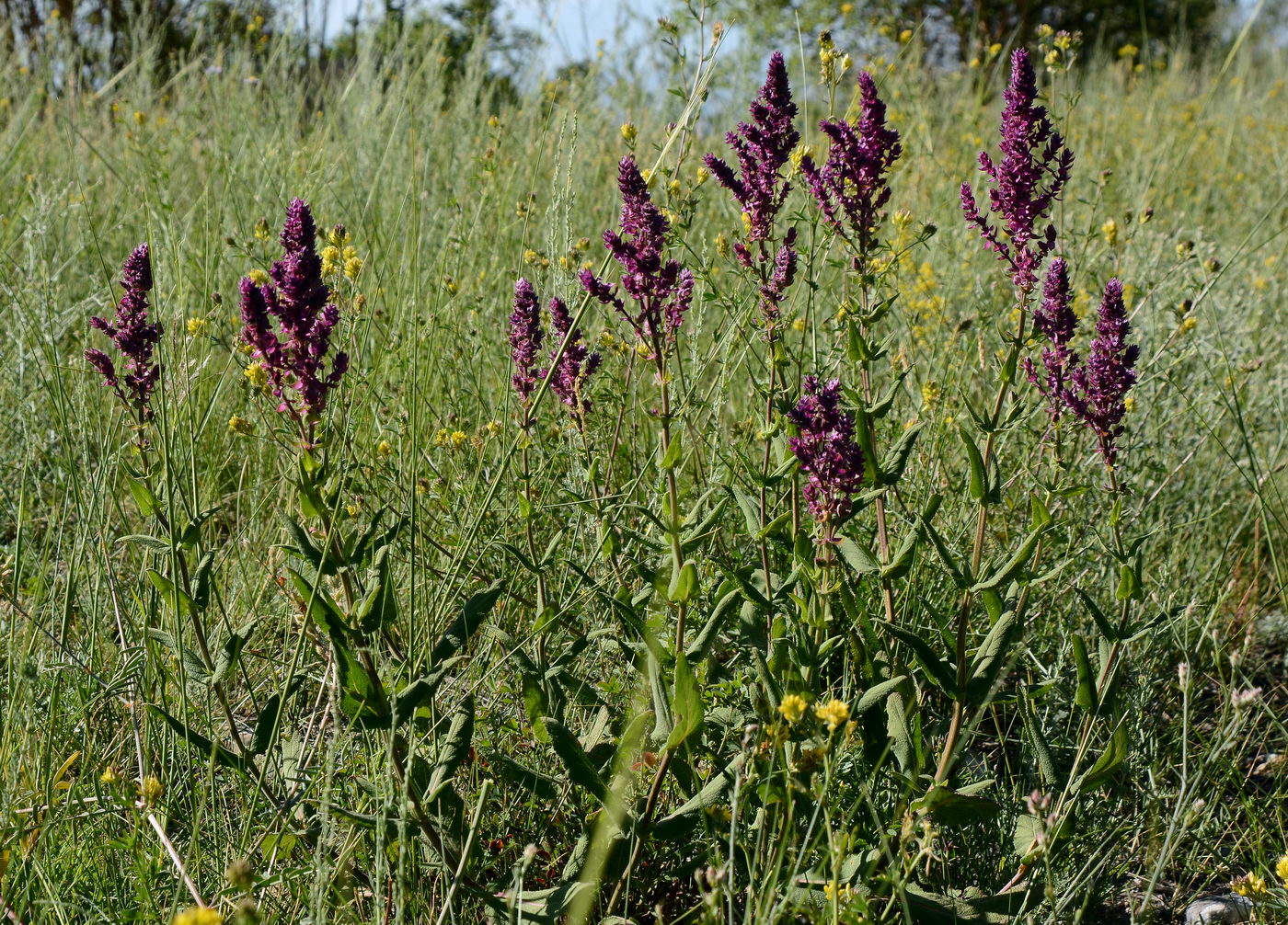 Изображение особи Salvia deserta.