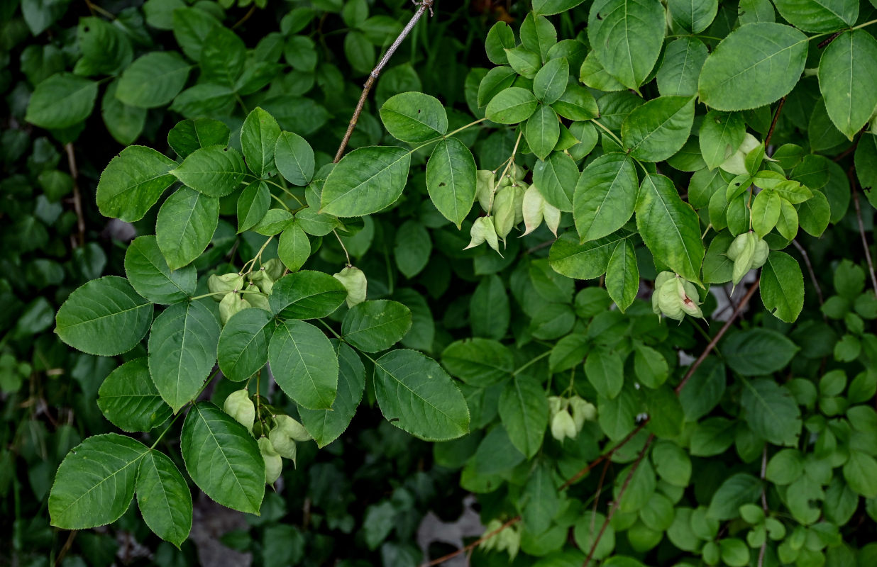 Изображение особи Staphylea colchica.