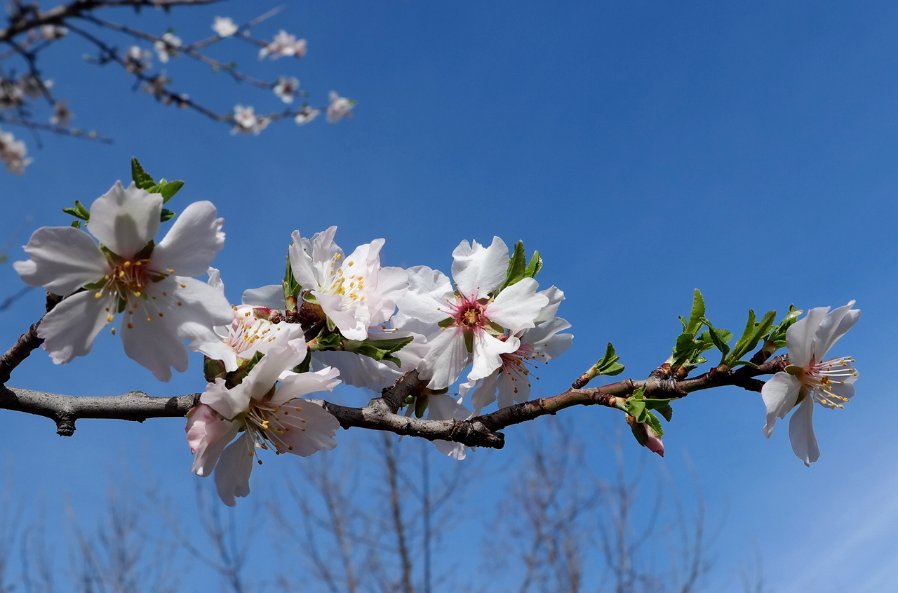 Изображение особи Amygdalus communis.