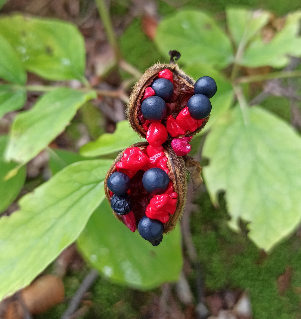 Image of genus Paeonia specimen.