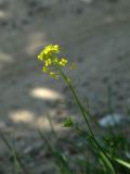 Sisymbrium loeselii