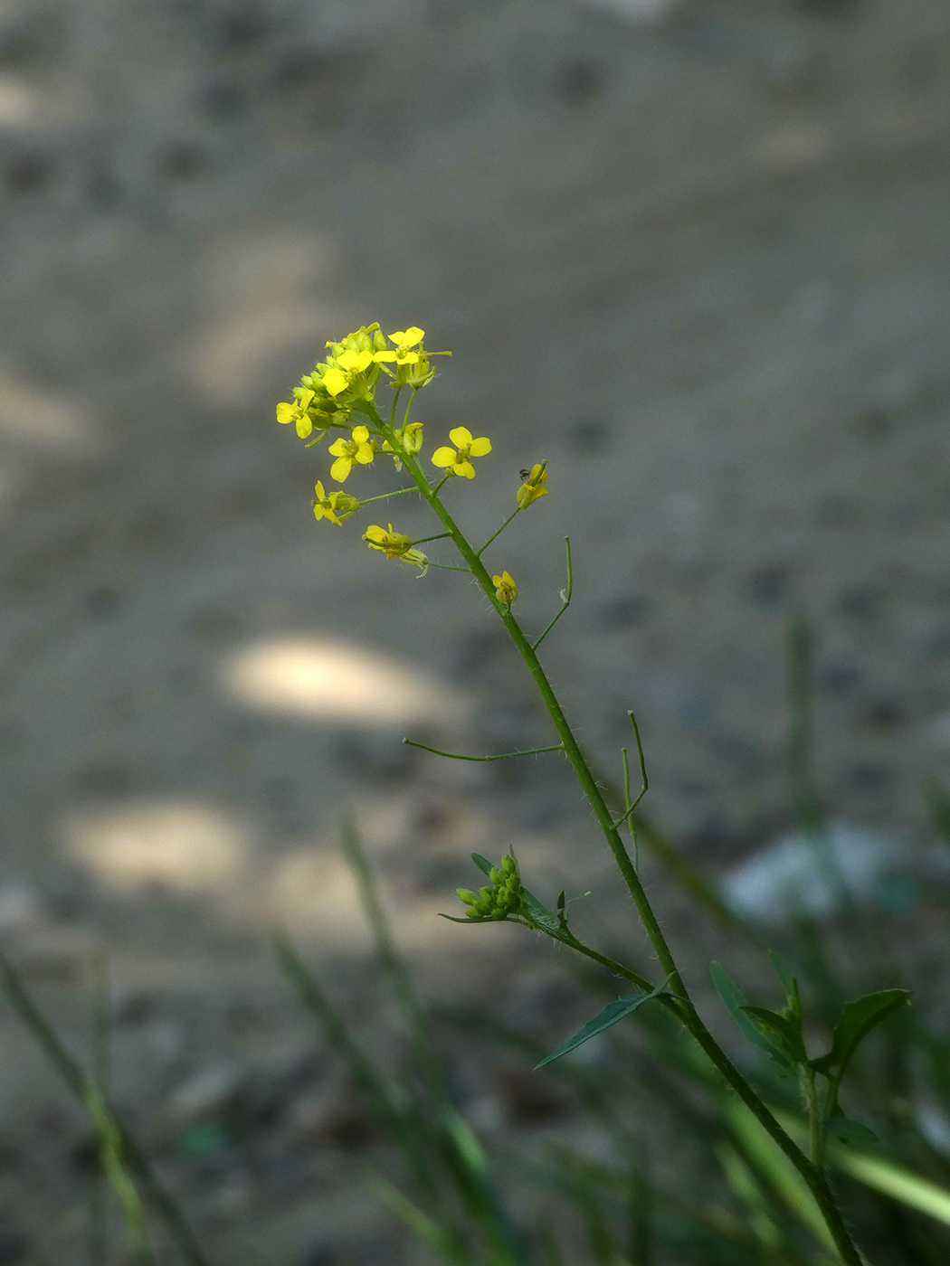 Image of Sisymbrium loeselii specimen.