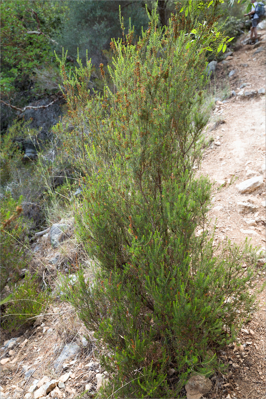 Image of Erica manipuliflora specimen.