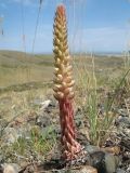 Orostachys spinosa. Зацветающее растение. Казахстан, Восточно-Казахстанская обл, Зайсанский р-н; Саур-Тарбагатай, сев. макросклон вост. части хр. Манрак, пер. Шиликты, ≈ 1020 м н.у.м., степь на древних щебенистых ледниковых отложениях. 1 июля 2024 г.