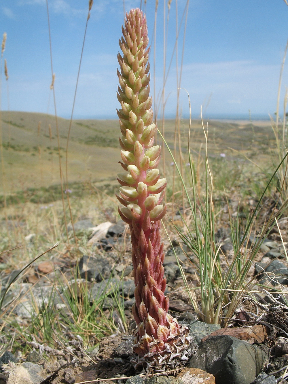 Изображение особи Orostachys spinosa.