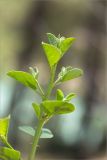 Capparis herbacea. Верхушка веточки. Турция, пров. Анталья, р-н Кумлуджа, вдхр. Алакыр, высокий каменистый берег, сосновый лес (с Pinus brutia). 31.05.2024.