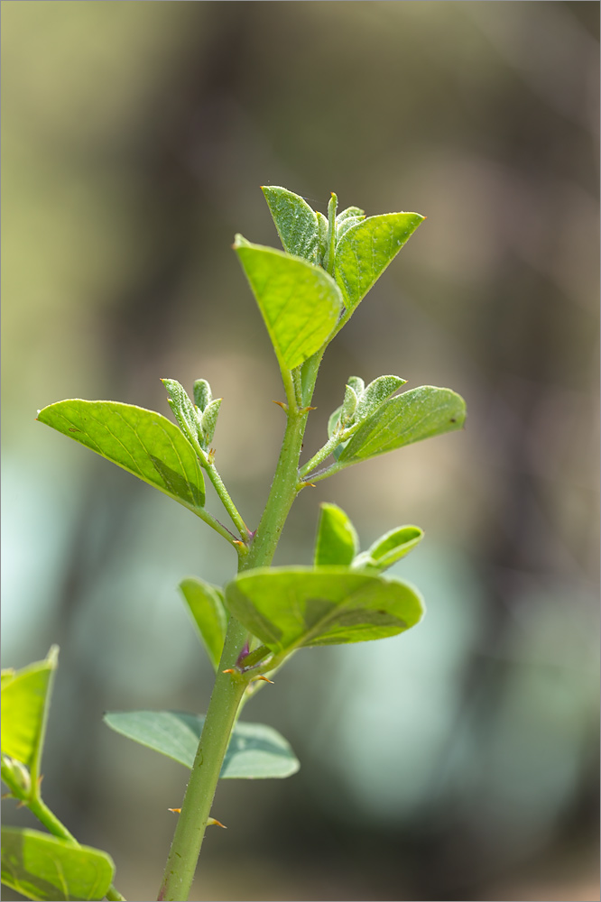 Image of Capparis herbacea specimen.