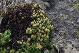 Saxifraga adenophora