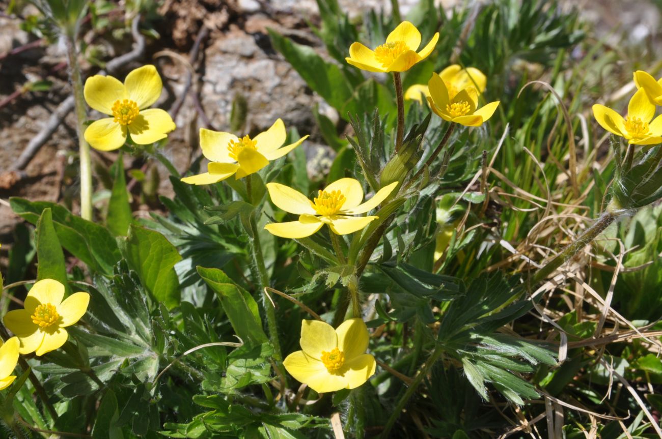 Image of Anemonastrum speciosum specimen.