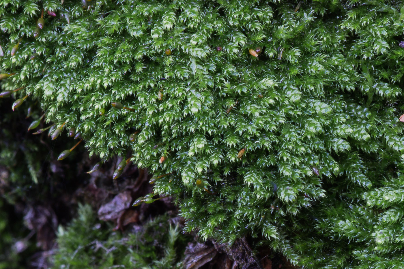 Image of class Bryopsida specimen.