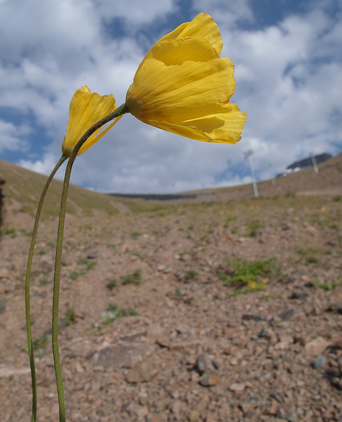 Image of Papaver croceum specimen.