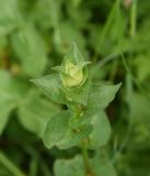 genus Campanula. Верхушка растения с развивающимся соцветием. Чечня, Шаройский р-н, с. Хакмадой, выс. 1580 м н.у.м., луг. 30 июня 2024 г.