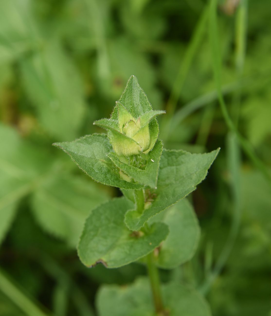 Image of genus Campanula specimen.