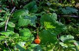 Rubus chamaemorus. Плодоносящее растение. Вологодская обл., Сокольский р-н, Оларевская гряда, заболоченный участок смешанного леса. 13.07.2024.