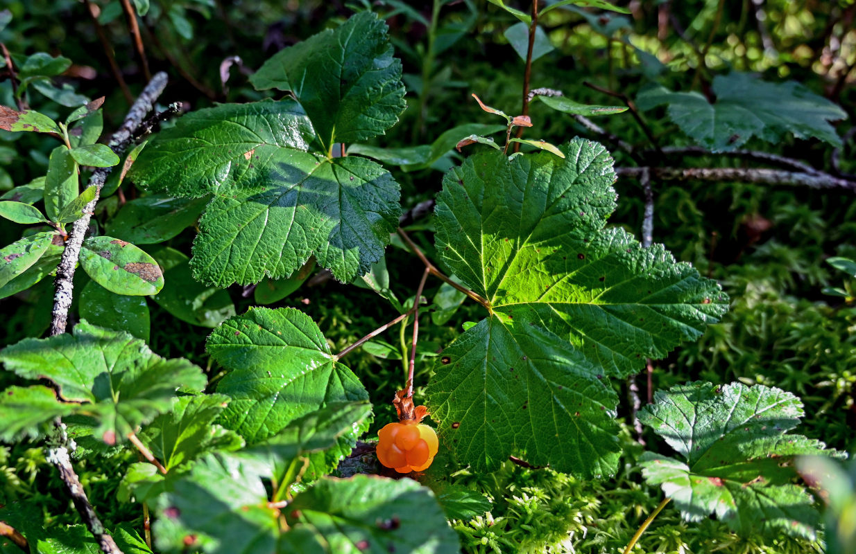 Image of Rubus chamaemorus specimen.