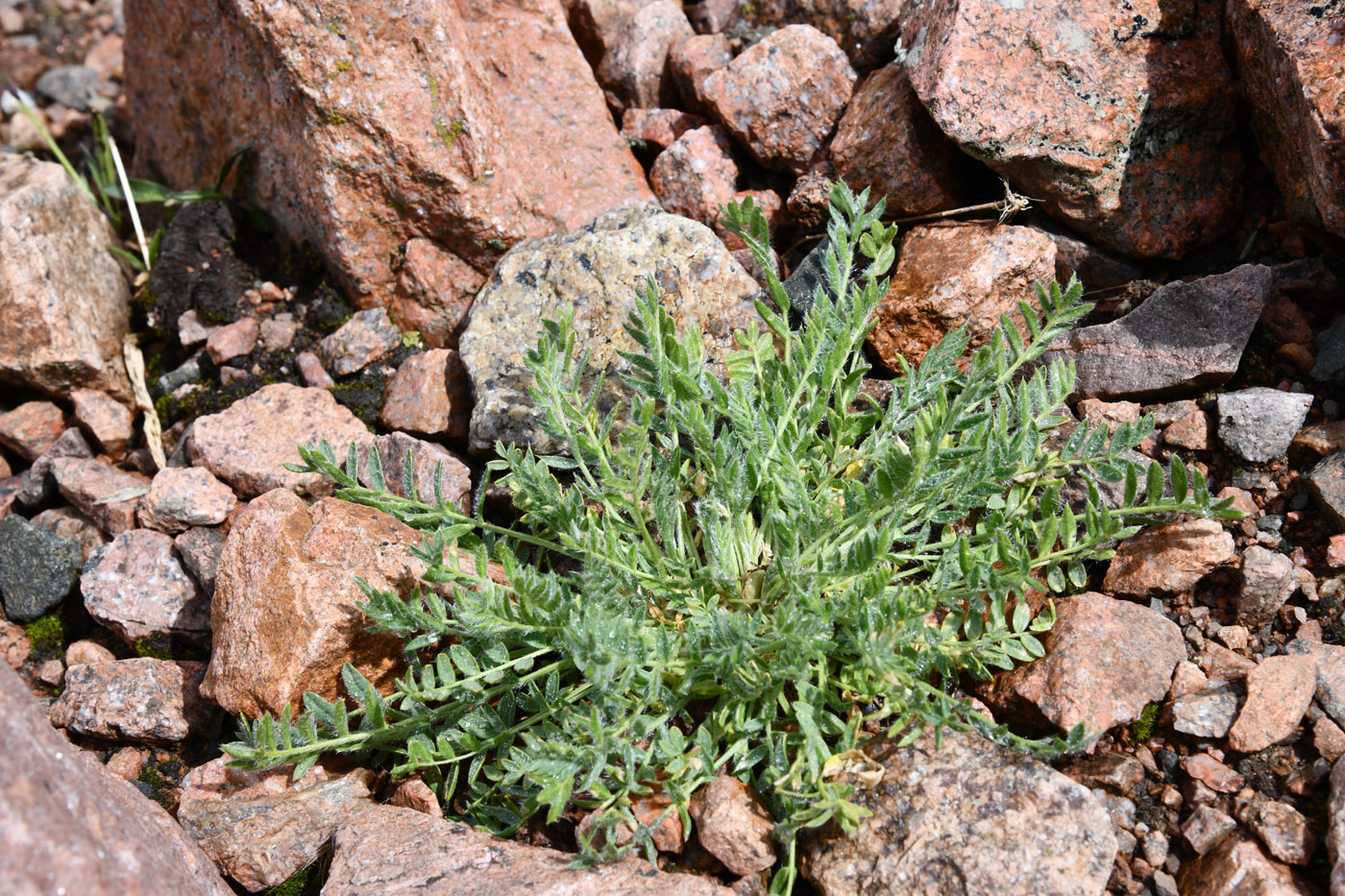 Image of genus Astragalus specimen.