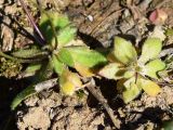 Erophila verna