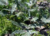 View full-size image Heracleum grandiflorum