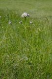 Valeriana wolgensis