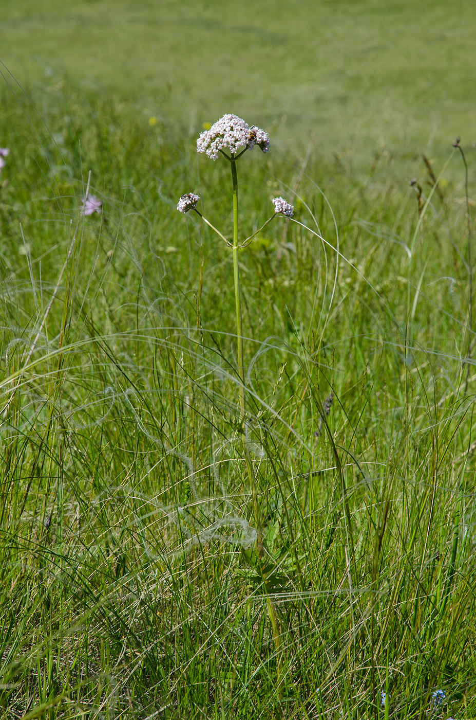 Image of Valeriana wolgensis specimen.