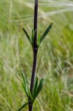 View full-size image Silene baschkirorum