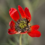 Смотреть изображение Adonis flammea