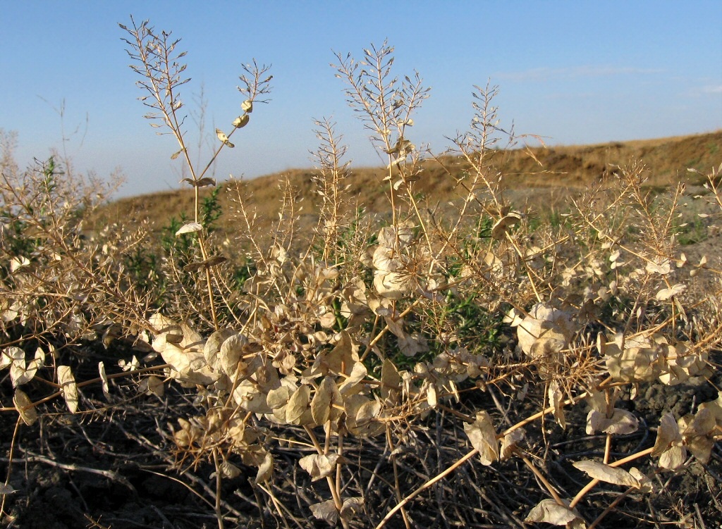 Image of Lepidium perfoliatum specimen.