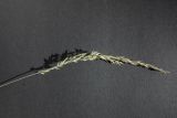Смотреть изображение Calamagrostis arundinacea