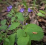Смотреть изображение Pulmonaria obscura