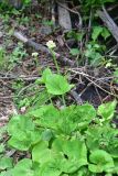 View full-size image Valeriana alliariifolia