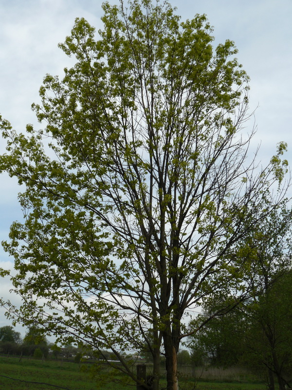 Image of Acer platanoides specimen.