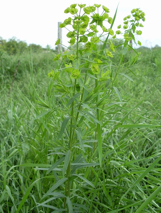 Изображение особи Euphorbia virgata.