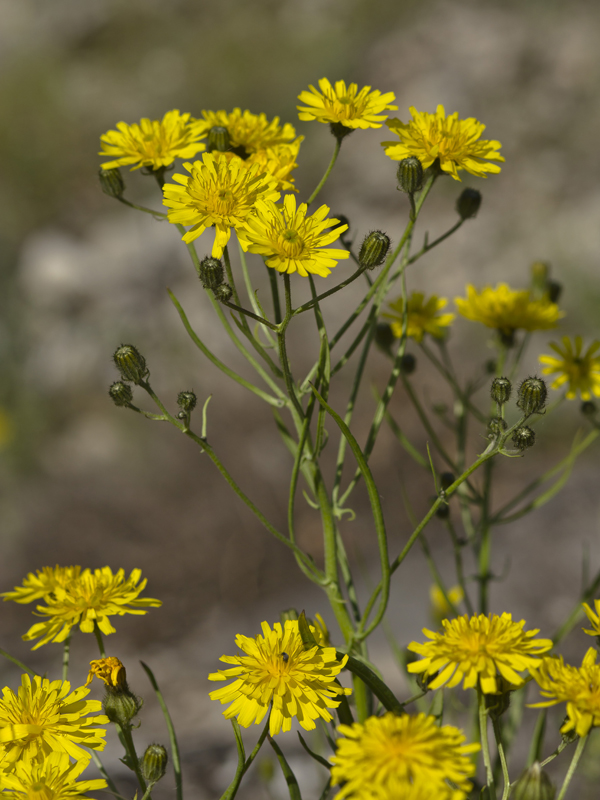 Изображение особи Crepis foliosa.