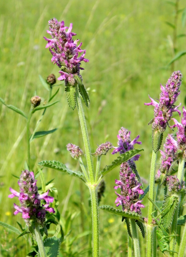 Изображение особи Betonica officinalis.