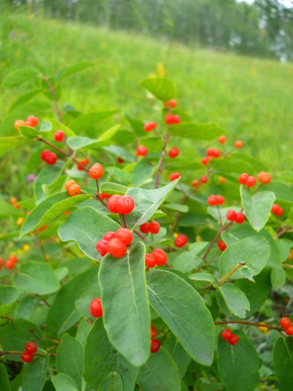 Image of Lonicera tatarica specimen.