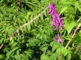 Corydalis macrantha