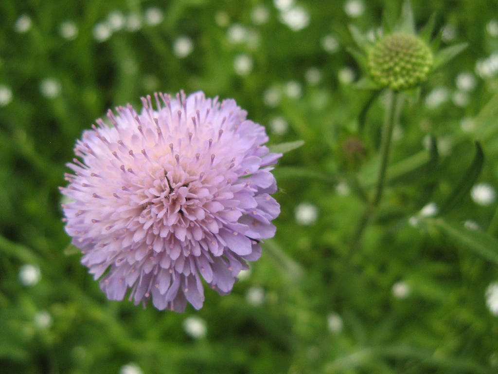 Image of Knautia arvensis specimen.